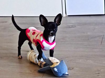 Chihuahua – Wentworth Point