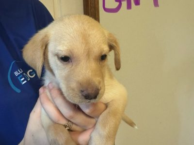 Australian Kelpie – Chinchilla