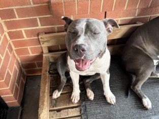 American Staffordshire Bull Terrier – Angle Vale