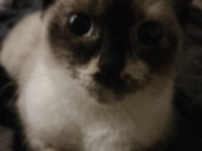 Other Cats – Murwillumbah