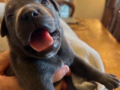 Staffordshire Bull Terrier – Svensson Heights