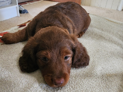 Dachshund – Mount Tyson