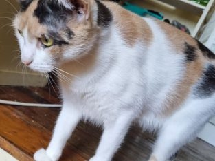 Domestic Short Hair (DSH) – Nundah