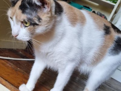 Domestic Short Hair (DSH) – Nundah