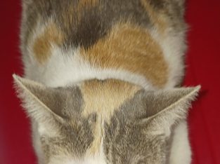 Domestic Short Hair (DSH) – Nundah