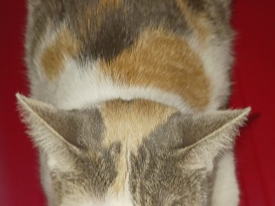 Domestic Short Hair (DSH) – Nundah