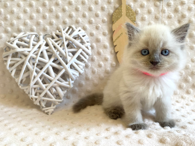 Ragdoll – Toowoomba