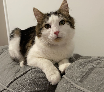 Domestic Medium Hair (DMH) – Dallas