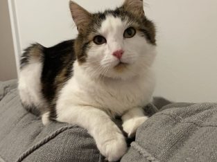 Domestic Medium Hair (DMH) – Dallas