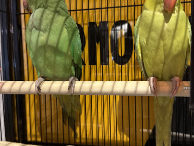 Ringnecks – Preston