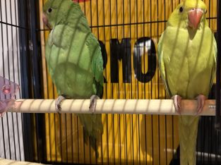 Ringnecks – Preston