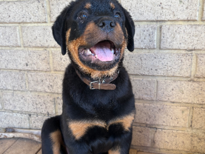 Rottweiler – Candice