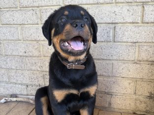 Rottweiler – Candice