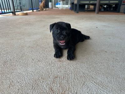 Staffordshire Bull Terrier – Karratha