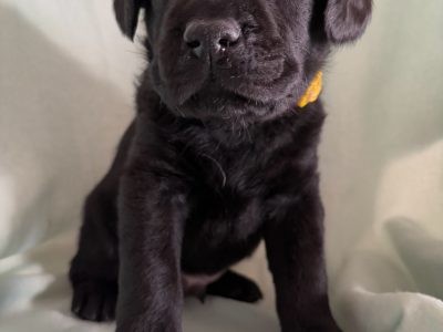 Labrador Retriever – Hillier