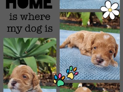 Cavoodle – Brisbane
