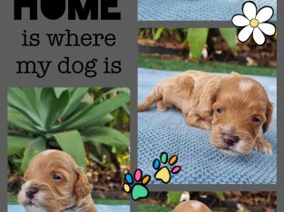 Cavoodle – Brisbane