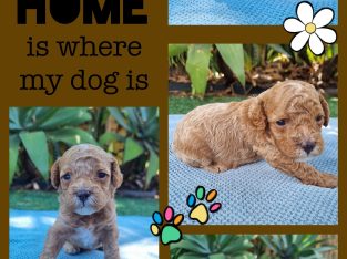 Cavoodle – Brisbane
