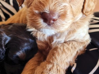 Cavoodle – Brisbane