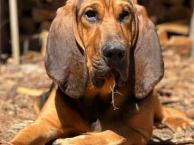 Bloodhound – Gembrook