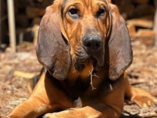 Bloodhound – Gembrook