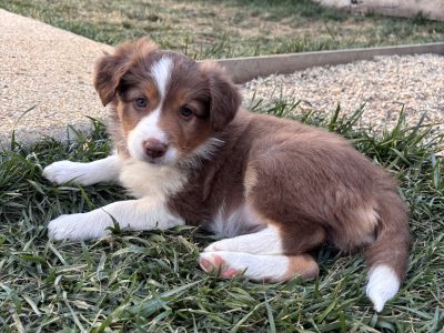 Border Collie – Cranbourne