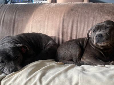 Staffordshire Bull Terrier – Taylors Lakes