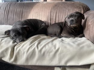 Staffordshire Bull Terrier – Taylors Lakes