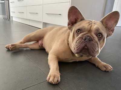 French Bulldog – Taylors Lakes