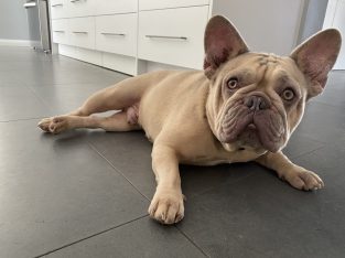 French Bulldog – Taylors Lakes