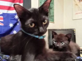 Domestic Short Hair – Tallai