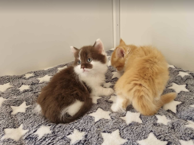 Munchkin – Melbourne