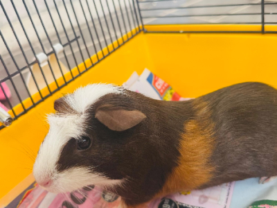 Guinea Pig – Killara