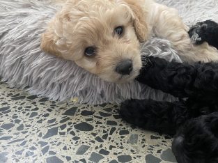 Cavoodle – Macksville