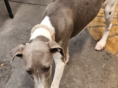 Whippet – Broadford