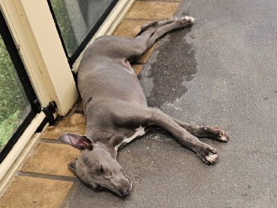 Whippet – Broadford