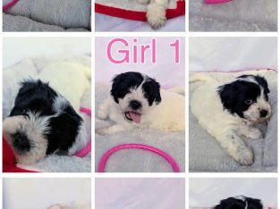 Bordoodle – Augustine Heights