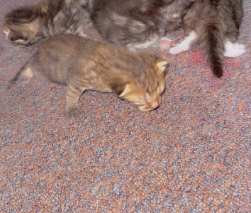 Domestic Long Hair (DLH) – Saint Marys