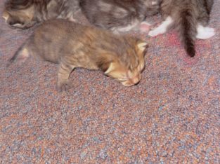 Domestic Long Hair (DLH) – Saint Marys