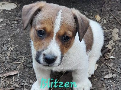 Jack Russell – Sarah