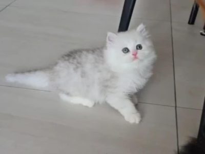 Persian – Wolli Creek