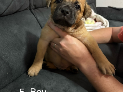 Rottweiler – Belmont North