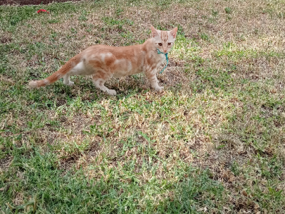 Other Cats – Minto