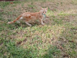 Other Cats – Minto
