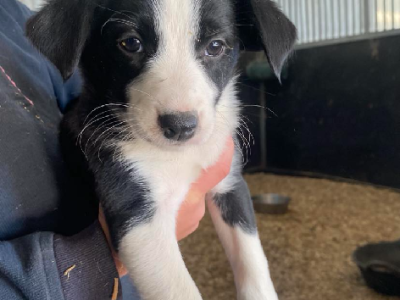 Border Collie – Mansfield