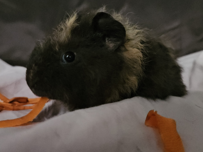 Guinea Pig – Boondall