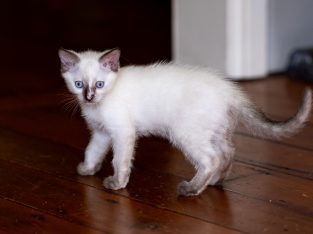 Ragdoll – Townsville City