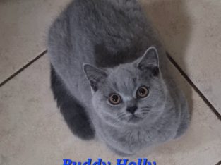 British Shorthair – CARINYA BRITISH SH