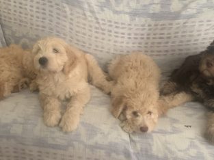 Aussiedoodle – Cheltenham