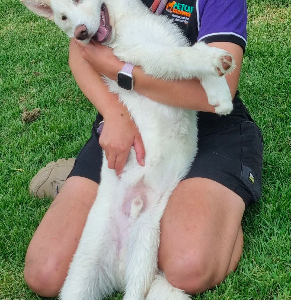 Husky – Condobolin